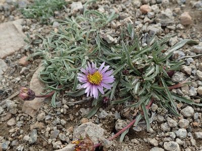 Erigeron pygmaeus, photographed by joergmlpts