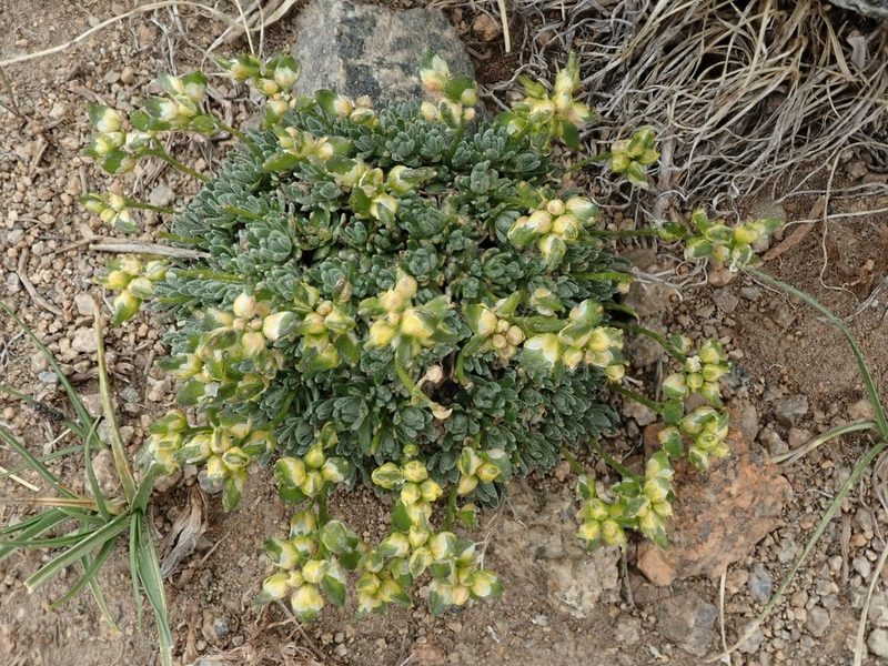 Draba oligosperma, photographed by joergmlpts