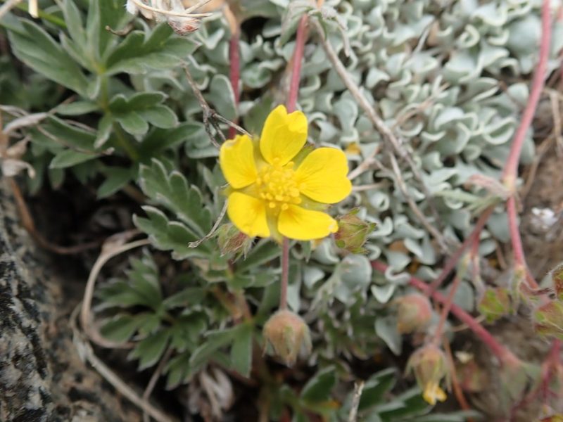 Potentilla morefieldii, photographed by joergmlpts