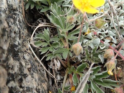 Potentilla morefieldii, photographed by joergmlpts