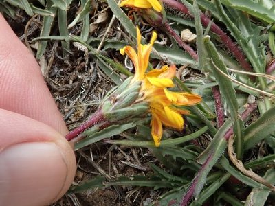 Pyrrocoma apargioides, photographed by joergmlpts