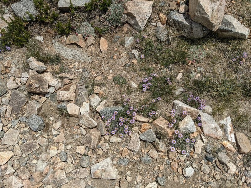 Erigeron pygmaeus, photographed by joergmlpts