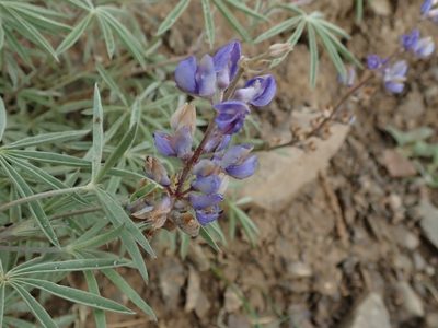 Lupinus argenteus, photographed by joergmlpts