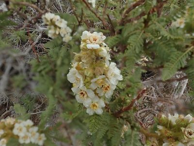 Chamaebatiaria millefolium, photographed by joergmlpts