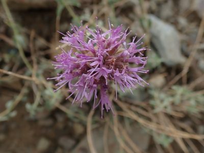 Monardella odoratissima, photographed by joergmlpts