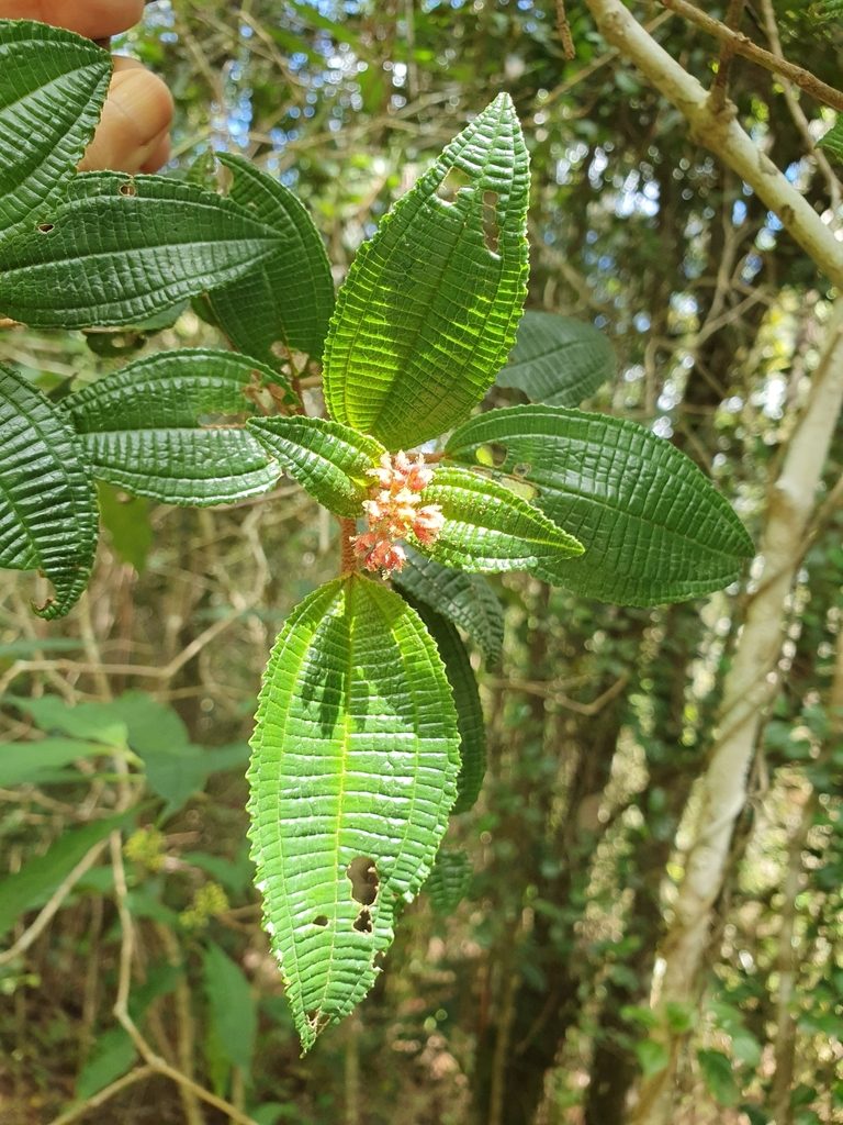 Miconia ferruginea, photographed by Yolanda M. Leon