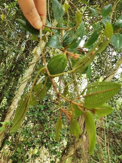 Miconia ferruginea, photographed by Yolanda M. Leon