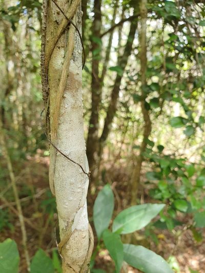 Miconia ferruginea, photographed by Yolanda M. Leon