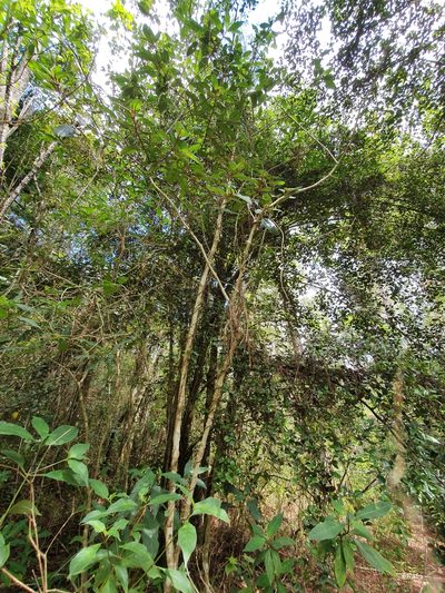 Miconia ferruginea, photographed by Yolanda M. Leon