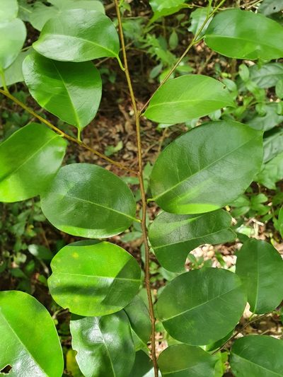 Prunus myrtifolia, photographed by Yolanda M. Leon