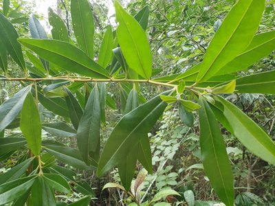 Myrsine coriacea, photographed by Yolanda M. Leon