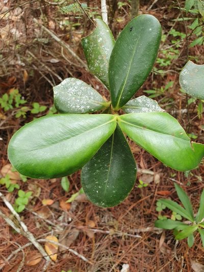 Clusia clusioides, photographed by Yolanda M. Leon