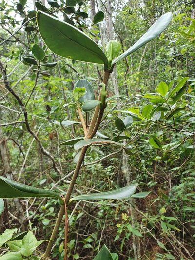 Clusia clusioides, photographed by Yolanda M. Leon