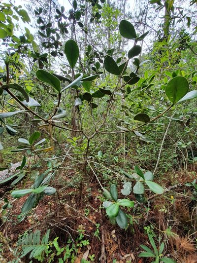 Clusia clusioides, photographed by Yolanda M. Leon