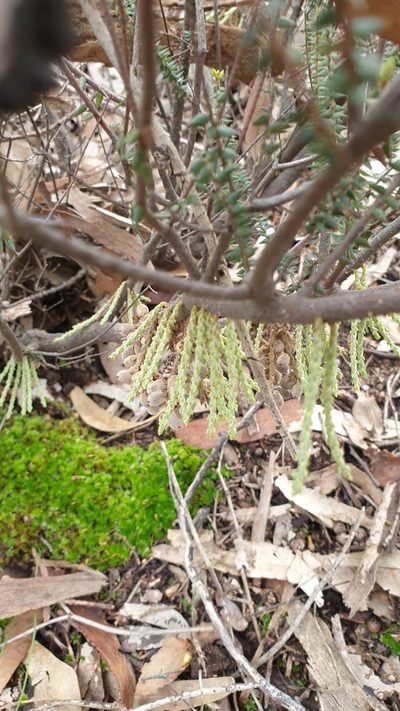 Acrotriche depressa, photographed by Rosalie Lawrence