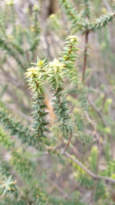 Acrotriche depressa, photographed by Rosalie Lawrence