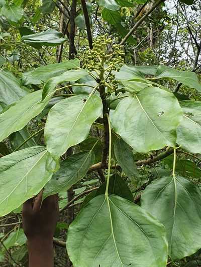 Oreopanax capitatus, photographed by Yolanda M. Leon