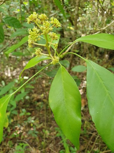 Dendropanax arboreus, photographed by Yolanda M. Leon