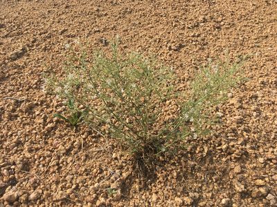 Aliciella pinnatifida