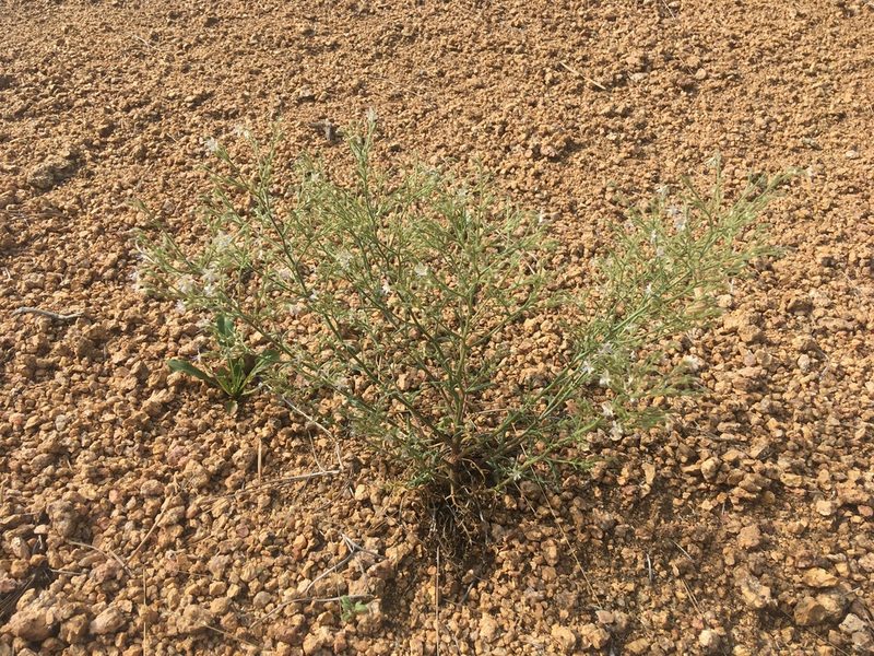 Aliciella pinnatifida, photographed by Daniel Atha
