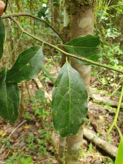 Aiouea grisebachii, photographed by Yolanda M. Leon