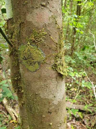 Aiouea grisebachii, photographed by Yolanda M. Leon