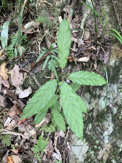 Itea parviflora, photographed by 呂一起(Lyu yi-chi)