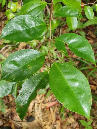 Prunus myrtifolia, photographed by Yolanda M. Leon