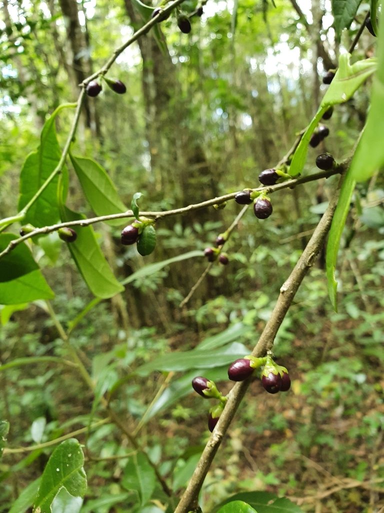 Cestrum coelophlebium, photographed by Yolanda M. Leon