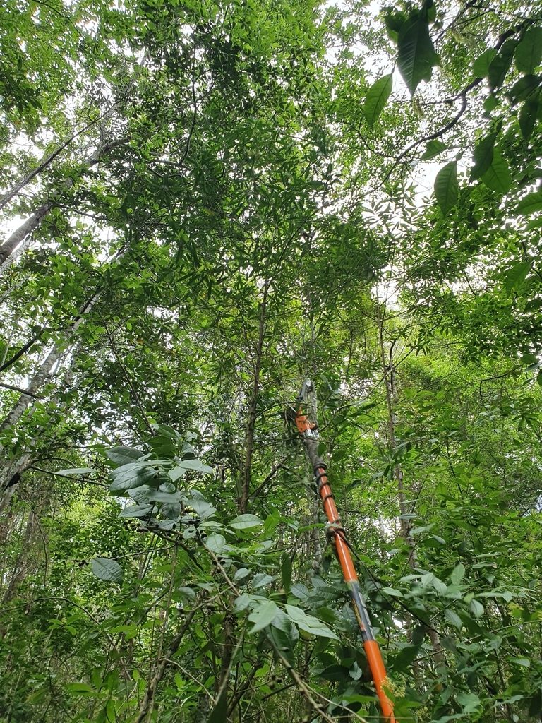 Sapium daphnoides, photographed by Yolanda M. Leon