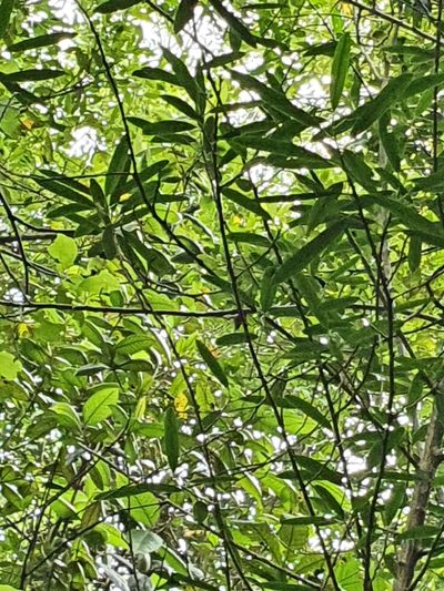 Sapium daphnoides, photographed by Yolanda M. Leon