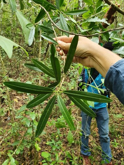 Sapium daphnoides, photographed by Yolanda M. Leon