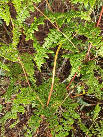Odontosoria aculeata, photographed by Yolanda M. Leon
