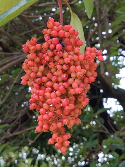 Viburnum odoratissimum, photographed by MUNENORI YAMAKAWA