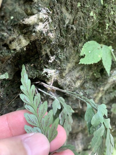 Asplenium oldhamii, photographed by 呂一起(Lyu yi-chi)