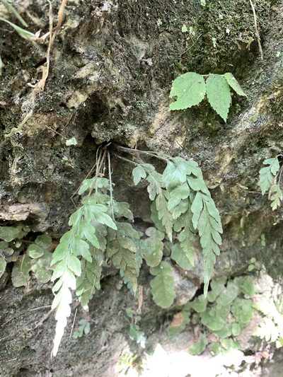 Asplenium oldhamii, photographed by 呂一起(Lyu yi-chi)