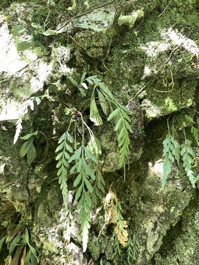 Asplenium oldhamii, photographed by 呂一起(Lyu yi-chi)