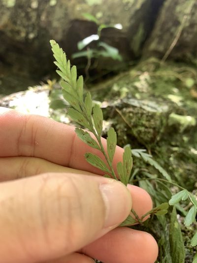 Asplenium oldhamii, photographed by 呂一起(Lyu yi-chi)