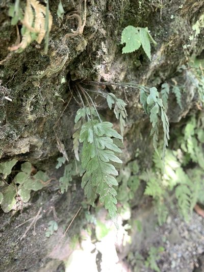 Asplenium oldhamii, photographed by 呂一起(Lyu yi-chi)