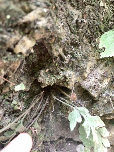 Asplenium oldhamii, photographed by 呂一起(Lyu yi-chi)