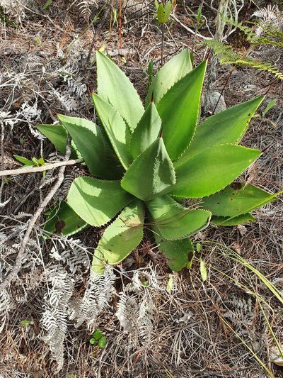 Agave brevispina, photographed by Yolanda M. Leon