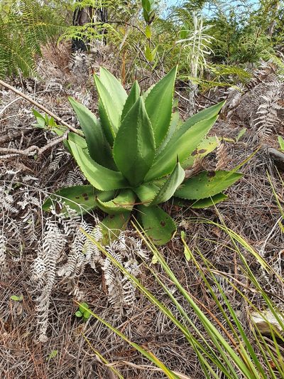 Agave brevispina, photographed by Yolanda M. Leon