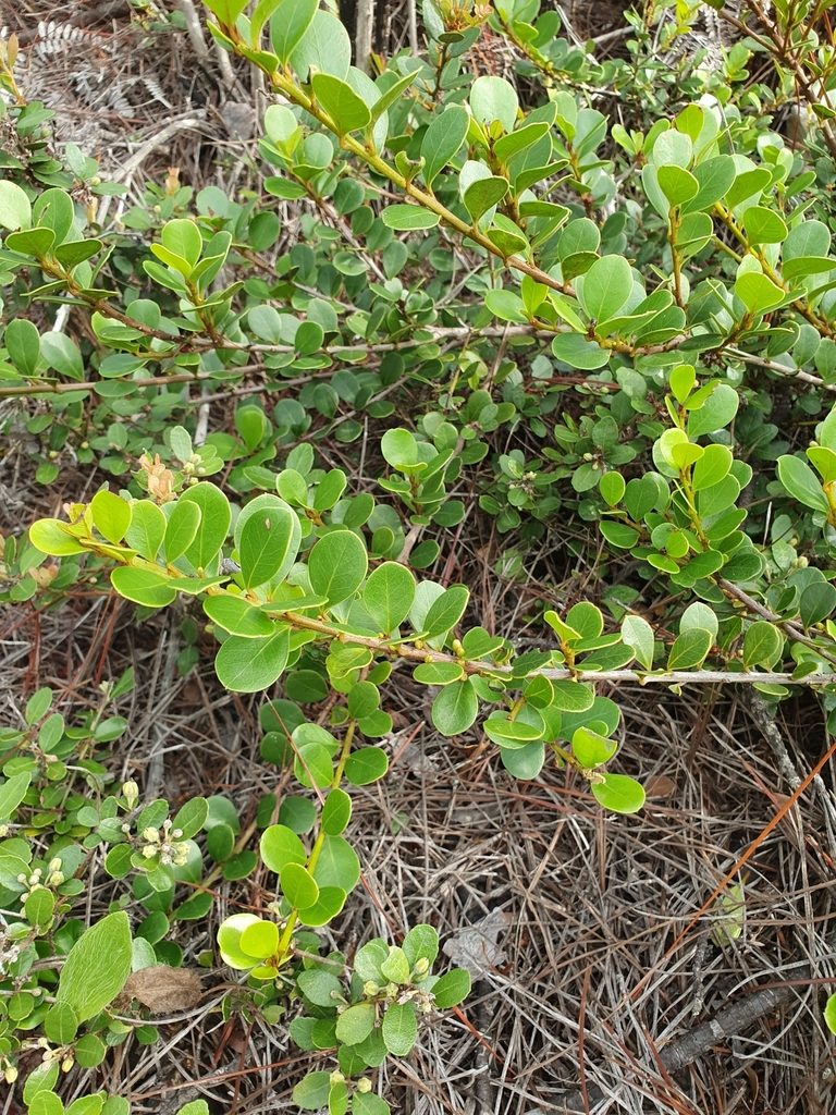 Sideroxylon repens, photographed by Yolanda M. Leon