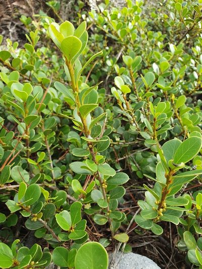 Sideroxylon repens, photographed by Yolanda M. Leon
