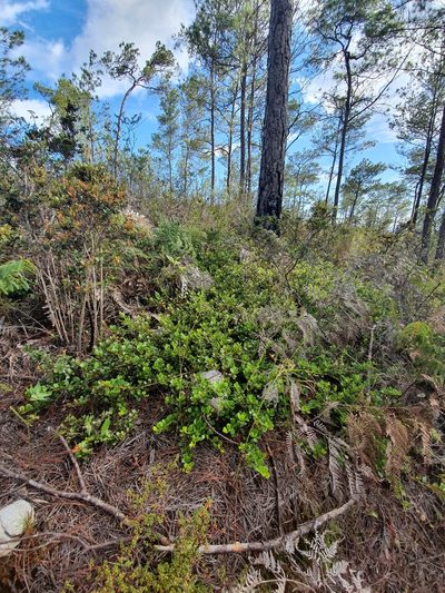Sideroxylon repens, photographed by Yolanda M. Leon