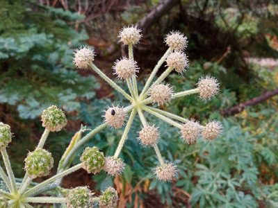 Angelica capitellata, photographed by Daniel S.