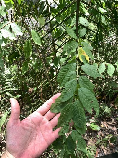 Flueggea suffruticosa, photographed by 呂一起(Lyu yi-chi)