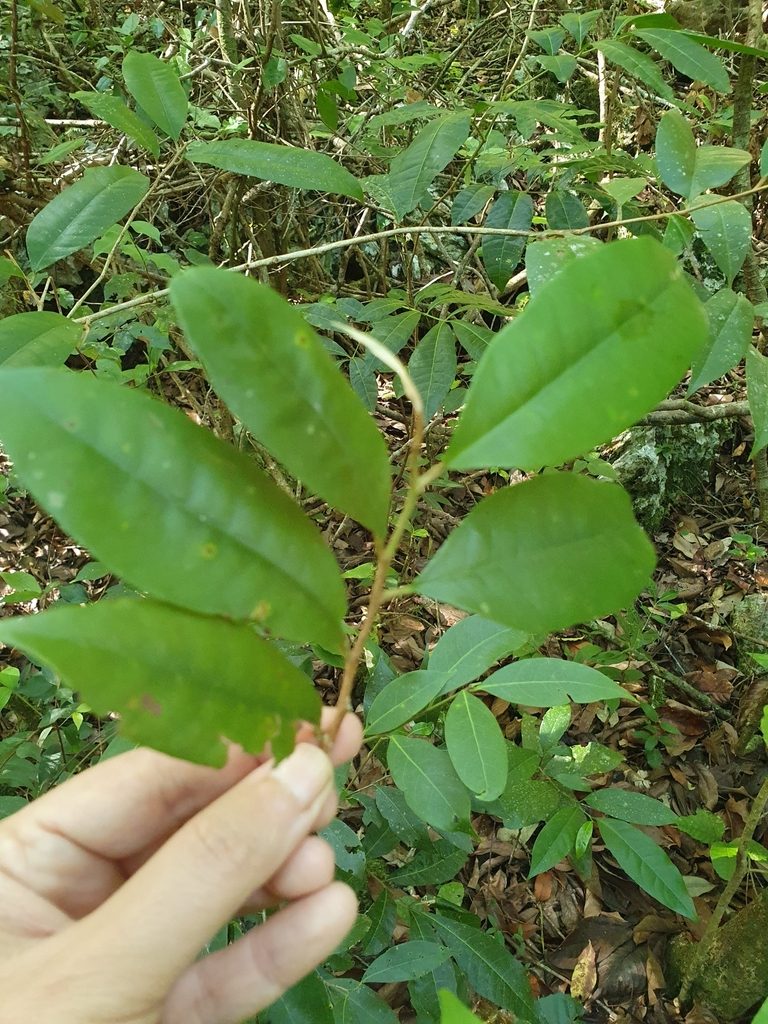 Chrysophyllum argenteum, photographed by Yolanda M. Leon