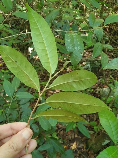 Chrysophyllum argenteum, photographed by Yolanda M. Leon