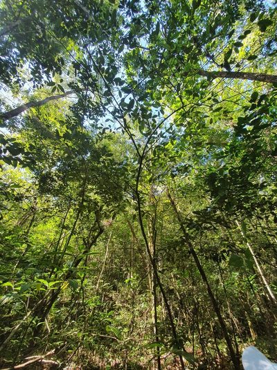 Chrysophyllum argenteum, photographed by Yolanda M. Leon